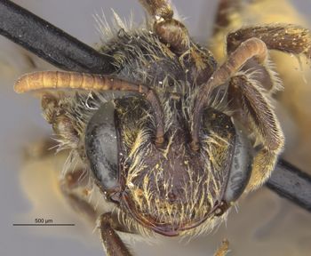 Media type: image;   Entomology 30485 Aspect: head frontal view